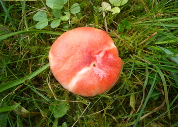Gelbfleckender Täubling (Russula luteotacta) - © Bernard Wieser